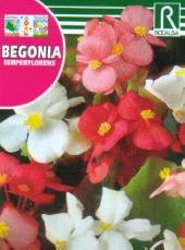 Begonia Semperflorens