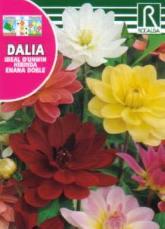 Dalia Ideal D'Unwin Hibrida Enana Doble, variada