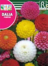 Dalia Pompon Doble, variada