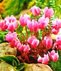 Cyclamen