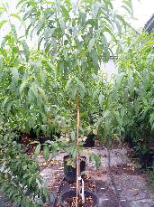 Melocoton de Calanda de 3 años