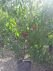 Nectarina de 3 años