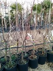 Burlat cerezo de 3 años