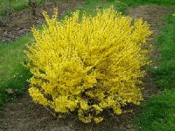 Forsythia