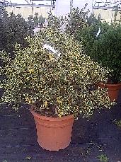 Acebo variegado