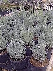 Lavanda