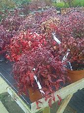 Nandina fire power