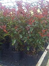 Photinia