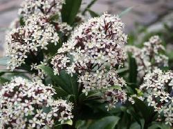 Skimmia