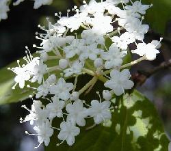 Viburnum lucidun