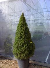 Picea glauca  conica