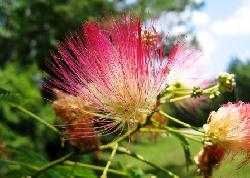 Albizia umbrela