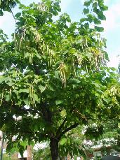 Catalpa