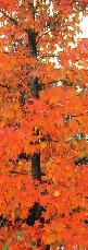 Liquidambar