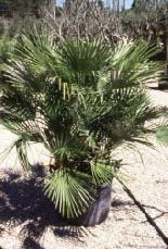 Palmera abanico