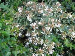 Abelia